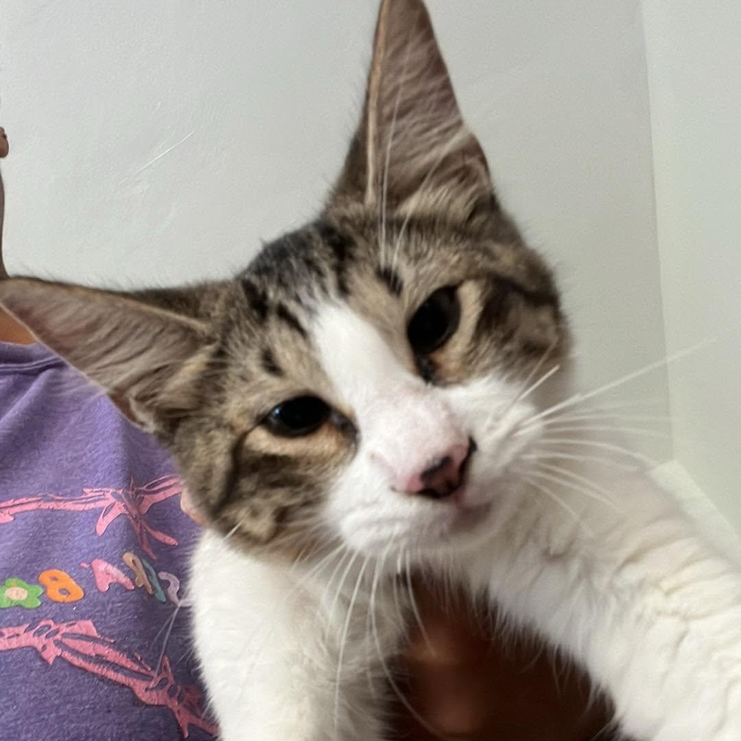 Tiana, Adoptable, Kitten Female Siamese & Tabby.