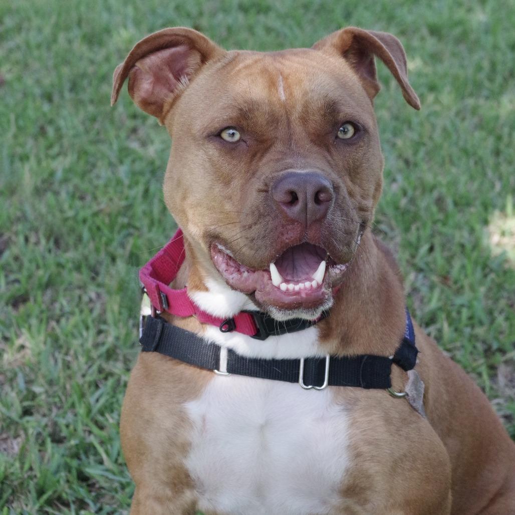 Scrappy, Adoptable, Young Male American Bulldog.