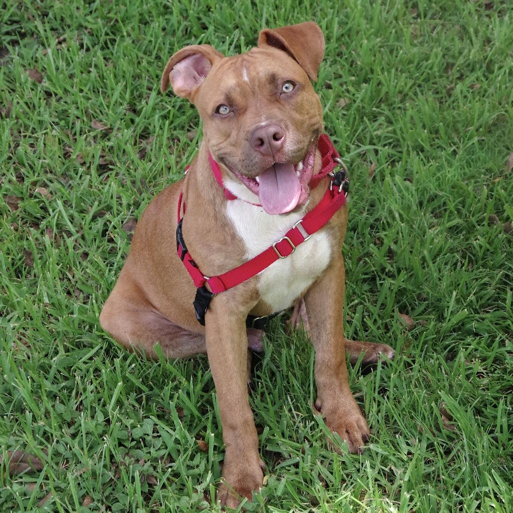 Puppy Scrappy, Adoptable, Young Male American Bulldog.