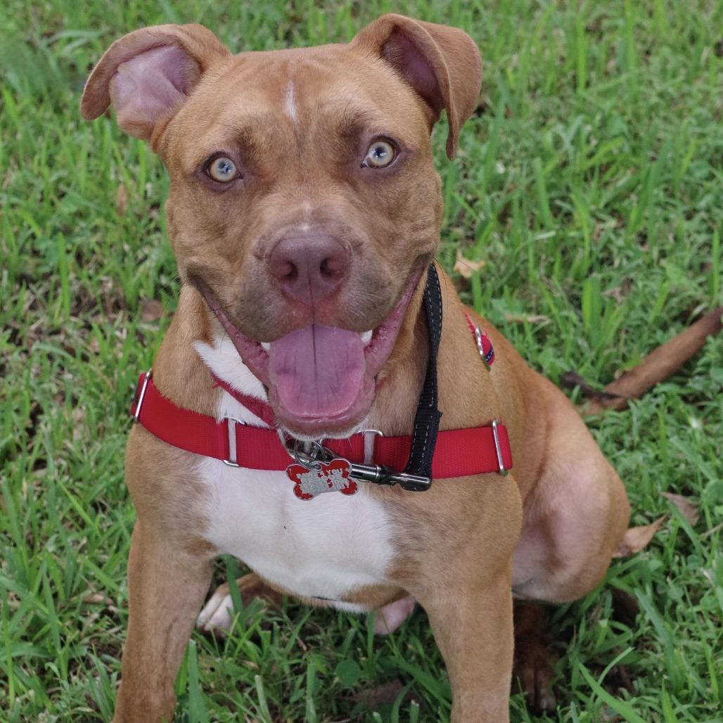 Puppy Scrappy, Adoptable, Young Male American Bulldog.