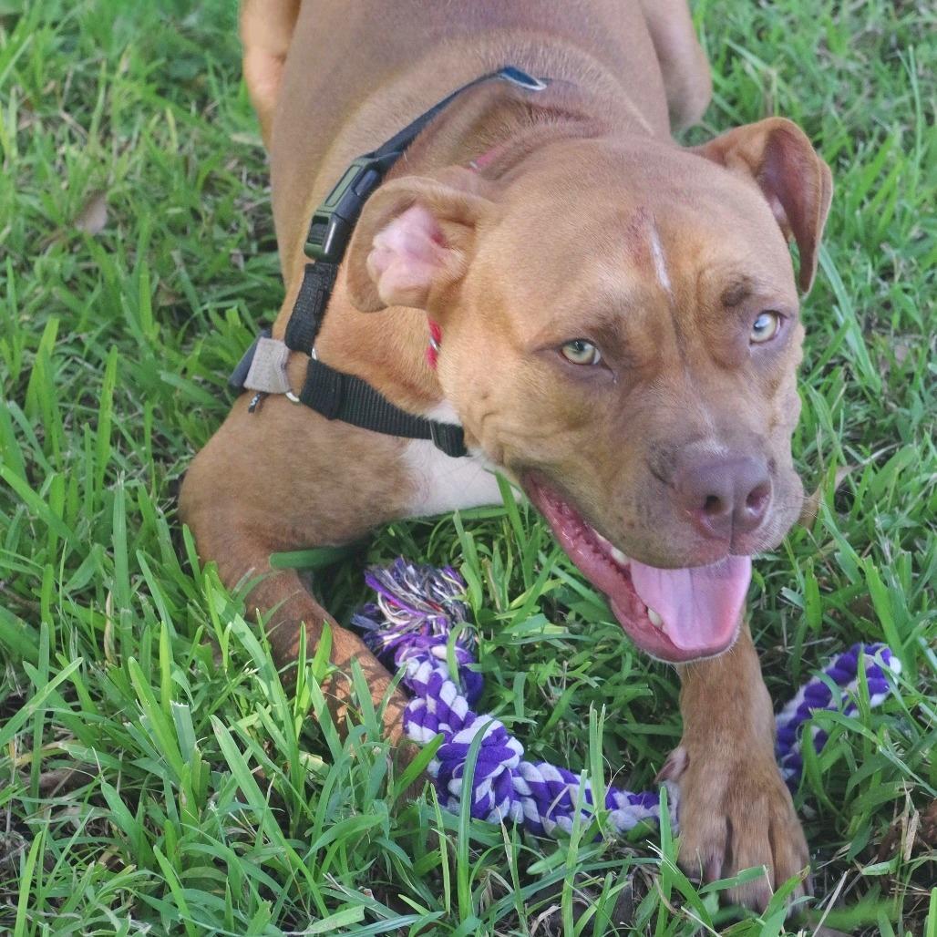 Enlarge Scrappy, a Adoptable mixed breed in Miami, FL image 1/6