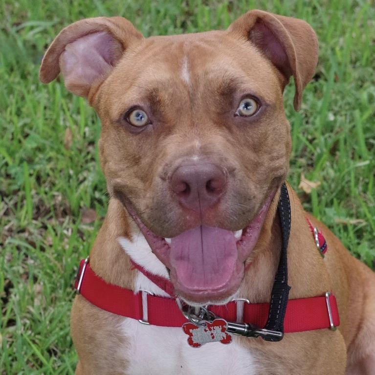 Enlarge Scrappy, a Adoptable mixed breed in Miami, FL image 1/6