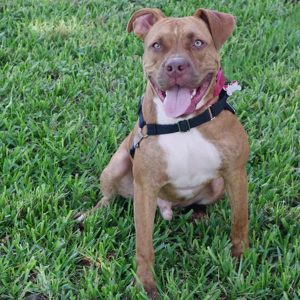 Enlarge Puppy Scrappy, a Adoptable mixed breed in Miami, FL image 2/6