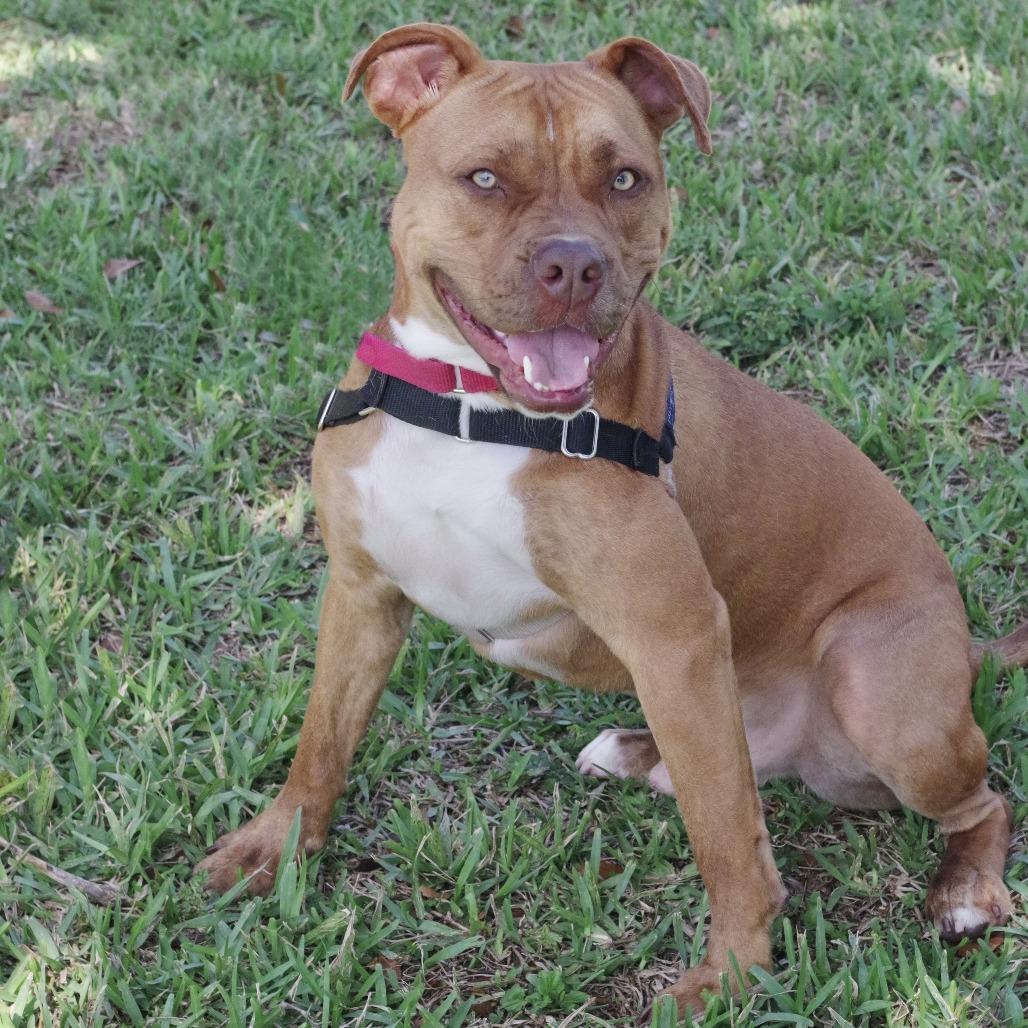 Enlarge Scrappy, a Adoptable mixed breed in Miami, FL image 2/6