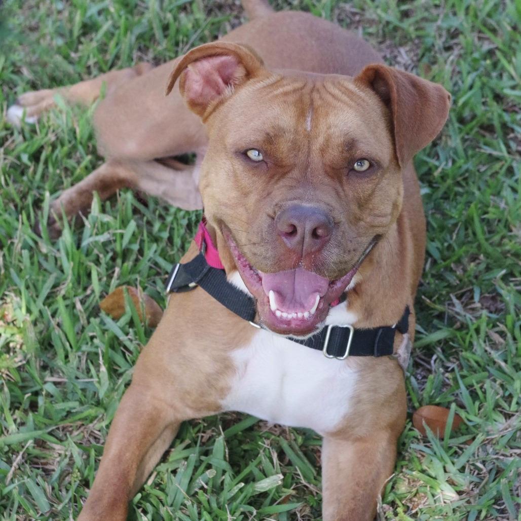 Enlarge Scrappy, a Adoptable mixed breed in Miami, FL image 3/6