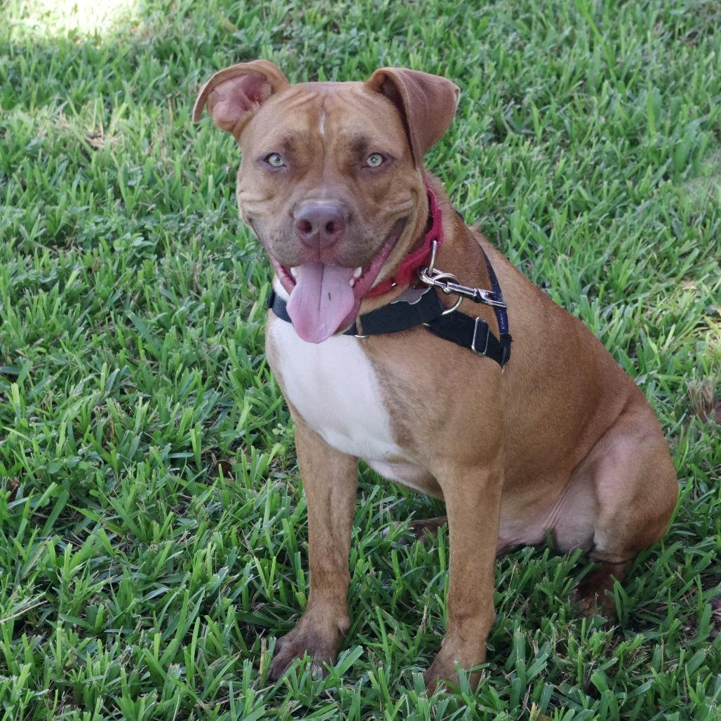 Enlarge Scrappy, a Adoptable mixed breed in Miami, FL image 4/6