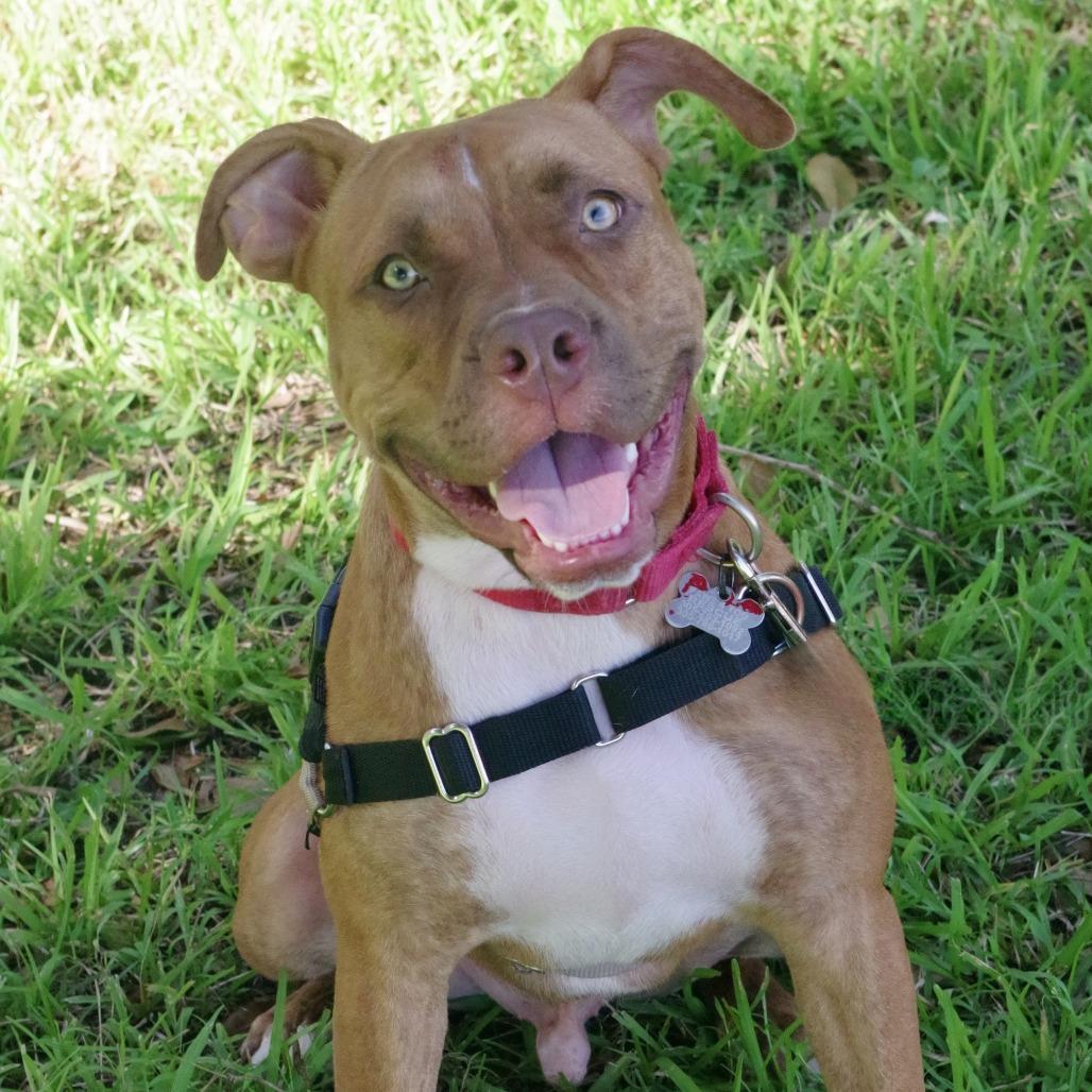 Enlarge Puppy Scrappy, a Adoptable mixed breed in Miami, FL image 4/6