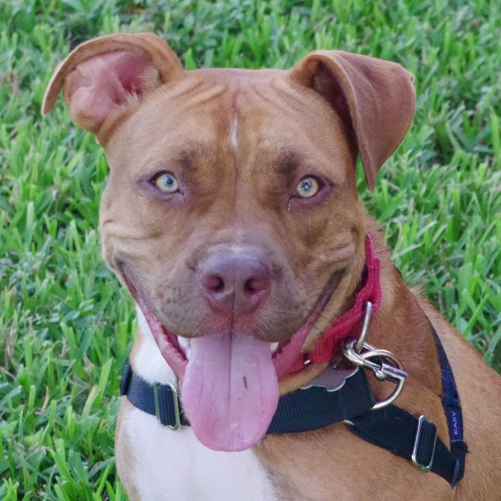 Enlarge Scrappy, a Adoptable mixed breed in Miami, FL image 5/6