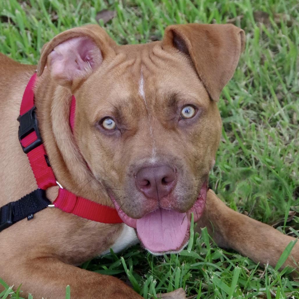 Enlarge Puppy Scrappy, a Adoptable mixed breed in Miami, FL image 5/6