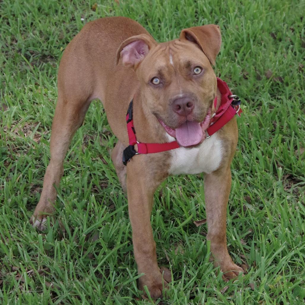 Enlarge Puppy Scrappy, a Adoptable mixed breed in Miami, FL image 6/6