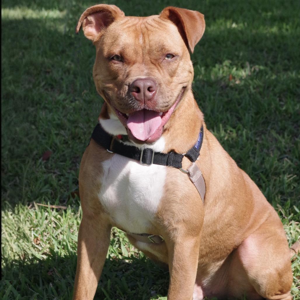 Enlarge Scrappy, a Adoptable mixed breed in Miami, FL image 6/6