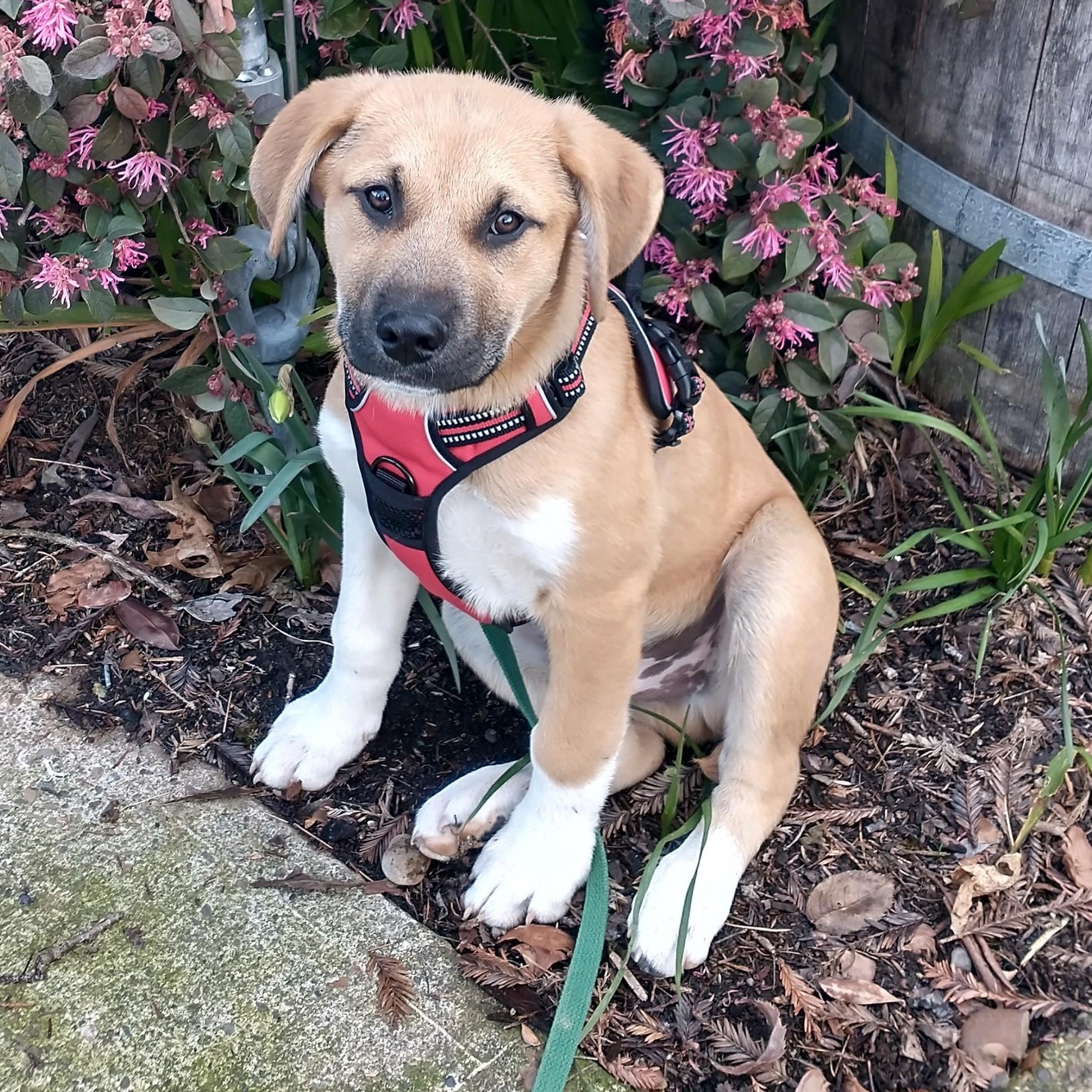 Enlarge Randy, a Adoptable mixed breed in Seattle, WA image 1/5