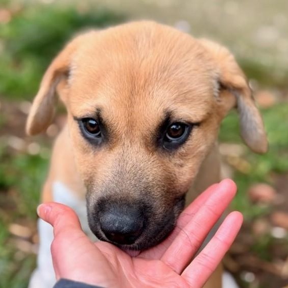 Enlarge Randy, a Adoptable mixed breed in Seattle, WA image 3/5