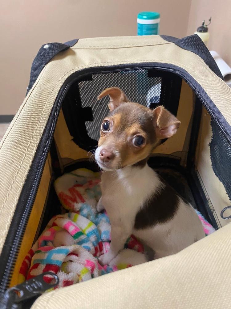 Enlarge Stella, a Adoptable Chihuahua in Sanger, TX image 1/3