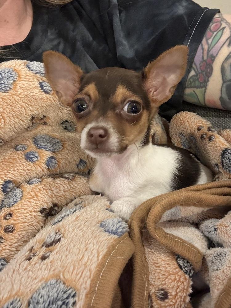 Enlarge Stella, a Adoptable Chihuahua in Sanger, TX image 2/3