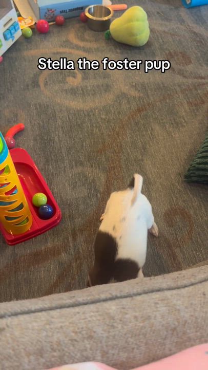 Enlarge Stella, a Adoptable Chihuahua in Sanger, TX video 3/3