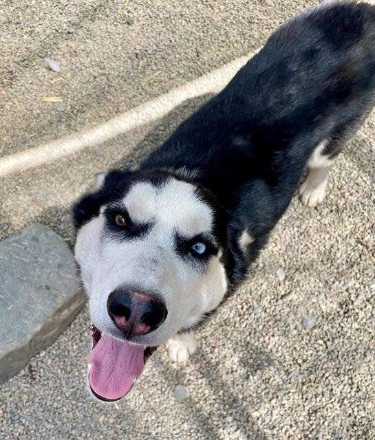 BLUEBERRY, Adoptable, Young Male Siberian Husky.