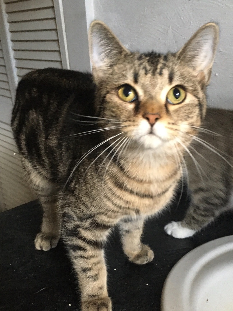 Enlarge Pear, a Adoptable Domestic Short Hair in Stuart, VA image 1/1