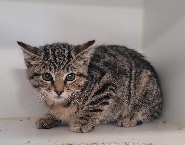 Enlarge Berta, a Adoptable mixed breed in El Cajon, CA image 1/1