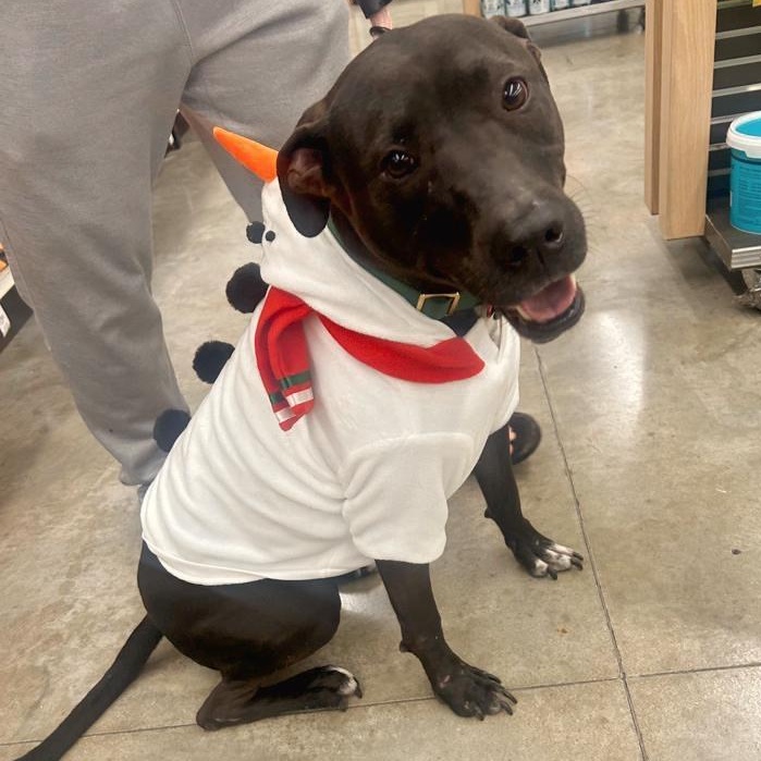 Shadow-Chaser MT11587-T, an adoptable Labrador Retriever in Billings , MT, 59101 | Photo Image 1