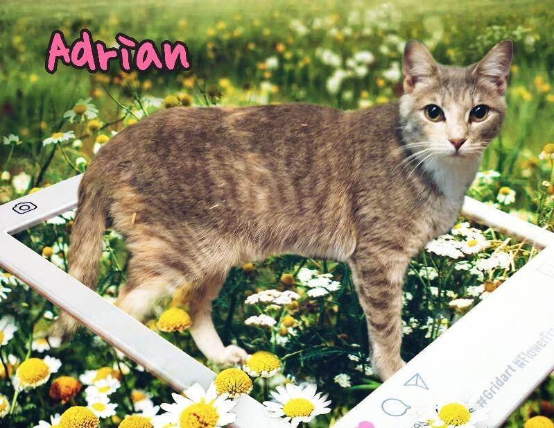 Adrian, Adoptable, Young Female Domestic Short Hair.