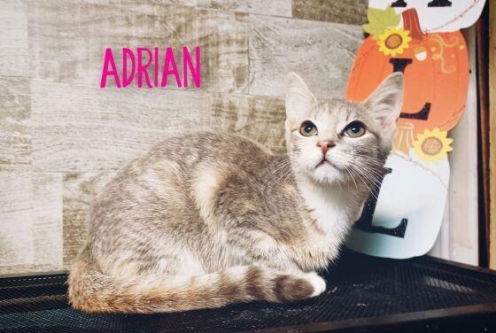 Adrian, a Adoptable Domestic Short Hair in Adrian, MI image 1/2