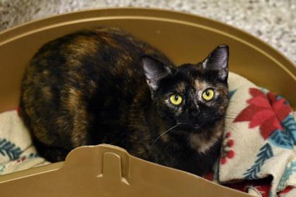 Bailee — thumbnail 2