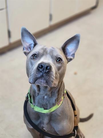 BANDIT, Adoptable, Adult Male Pit Bull Terrier.