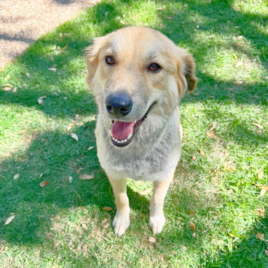Enlarge Honey Bun, a Adoptable mixed breed in Flower Mound, TX image 2/4