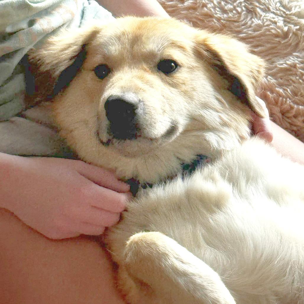 Enlarge Honey Bun, a Adoptable mixed breed in Flower Mound, TX image 3/4