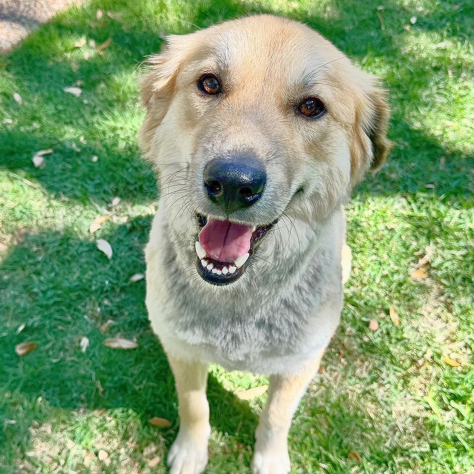 Enlarge Honey Bun, a Adoptable mixed breed in Flower Mound, TX image 4/4