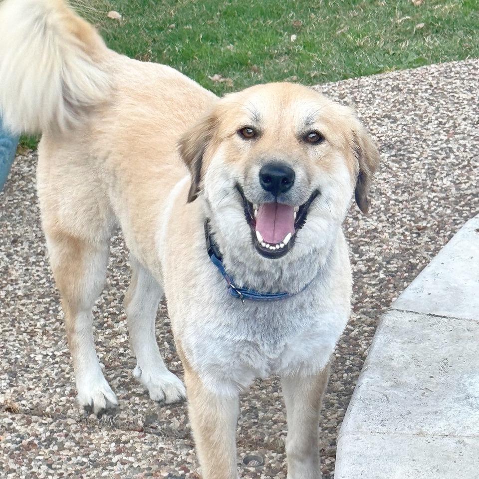 Enlarge Honey Bun, a Adoptable mixed breed in Flower Mound, TX image 1/4