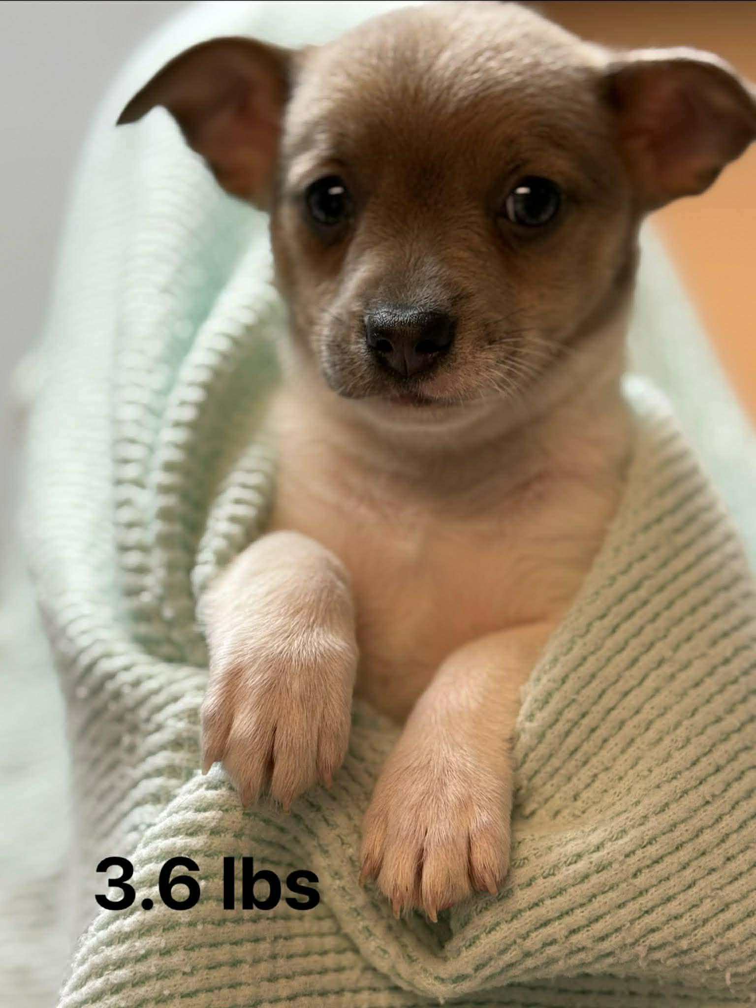 Enlarge George, a ADOPTABLE mixed breed in Hillsdale, NY image 1/1