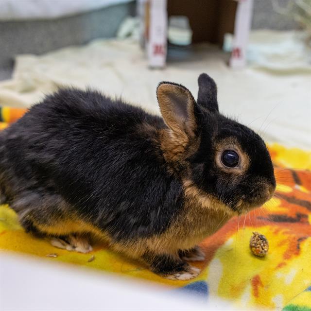 LOVEY, Adoptable, Adult Female Mini Lop.