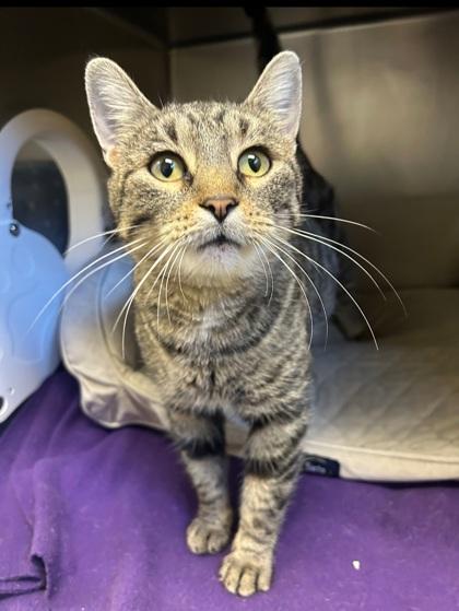 Peppermint, a Adoptable Domestic Short Hair in Shawano, WI image 1/3