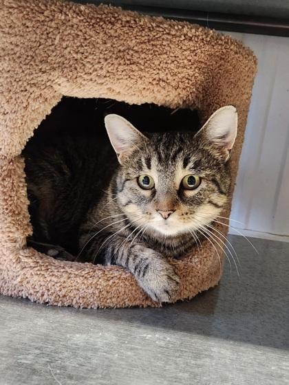 Peppermint, a Adoptable Domestic Short Hair in Shawano, WI image 2/3