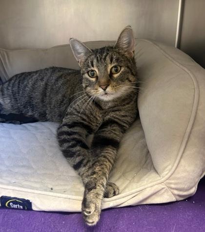 Peppermint, a Adoptable Domestic Short Hair in Shawano, WI image 3/3