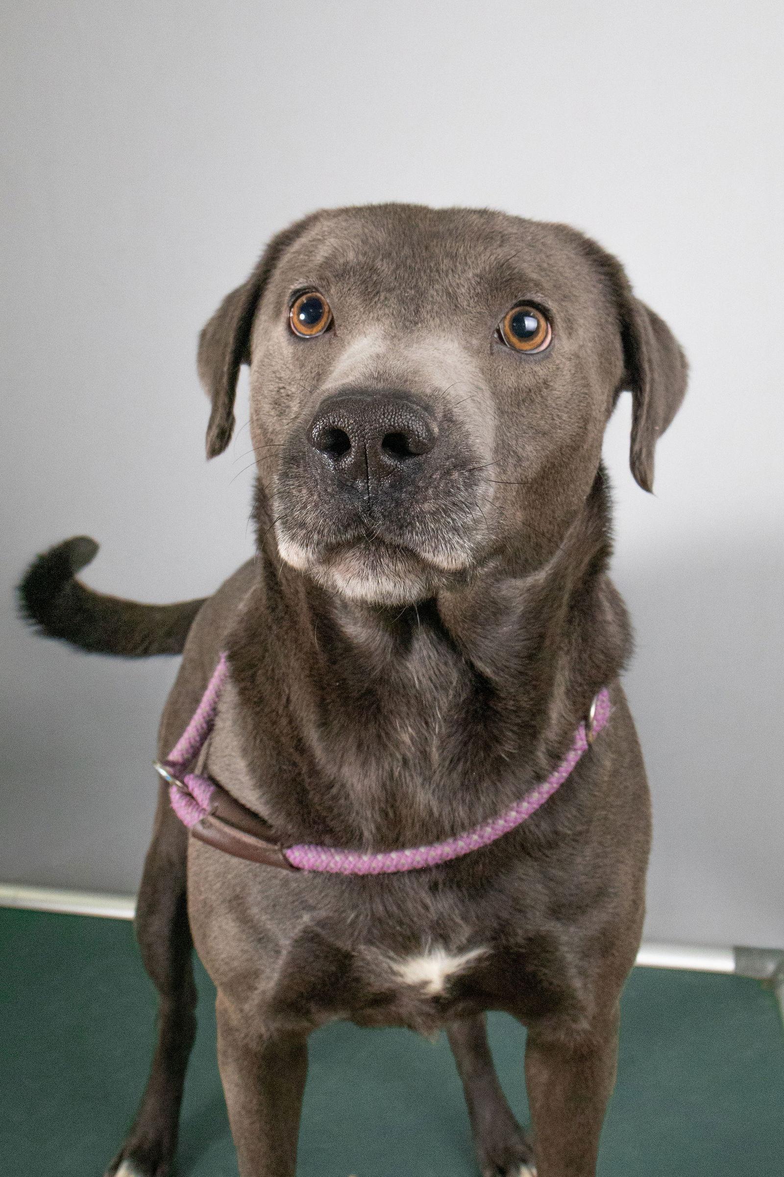 Duke, Adoptable, Adult Male Labrador Retriever & American Staffordshire Terrier.