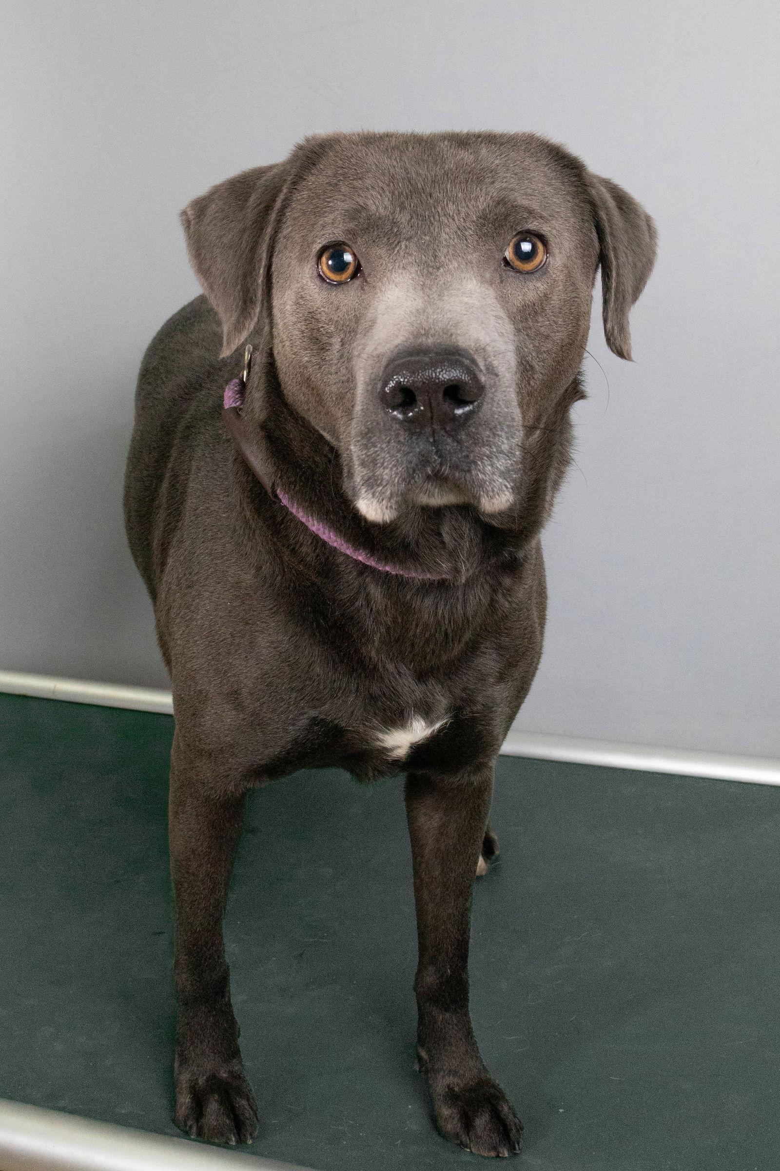 Enlarge Duke, a Adoptable mixed breed in Frenchburg, KY image 2/2