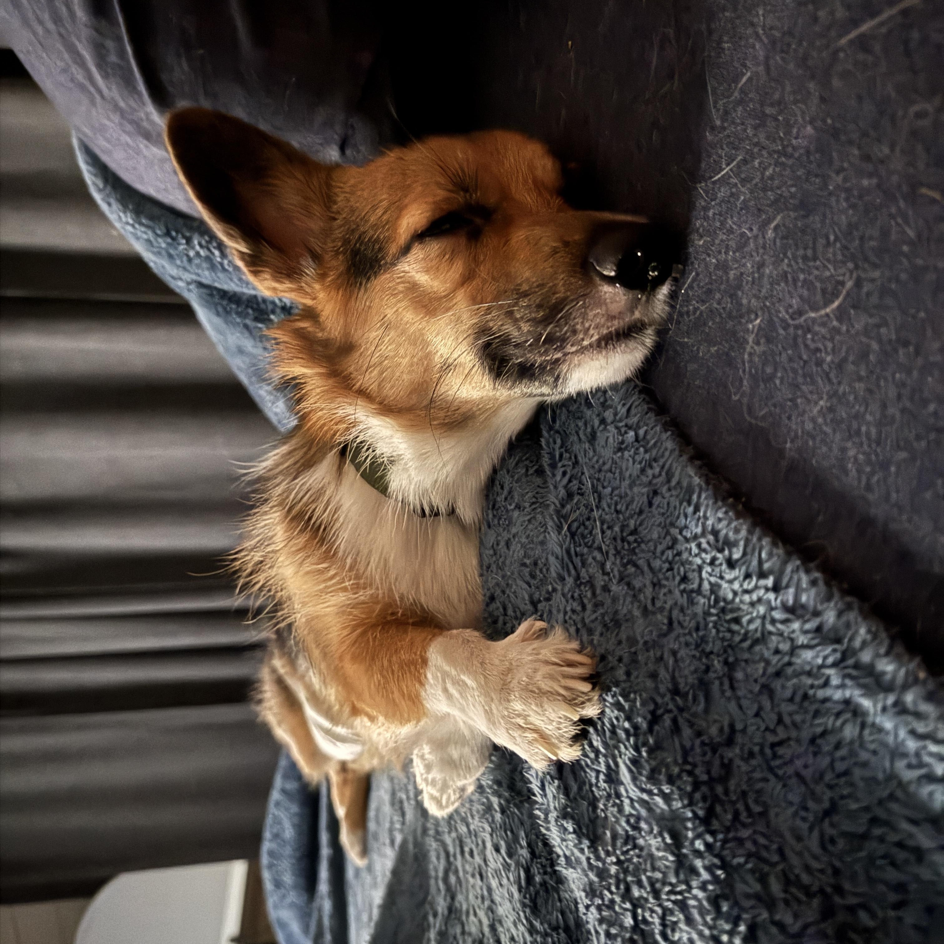 Enlarge Kiwi, a Adoptable Corgi in Austin, TX image 2/2