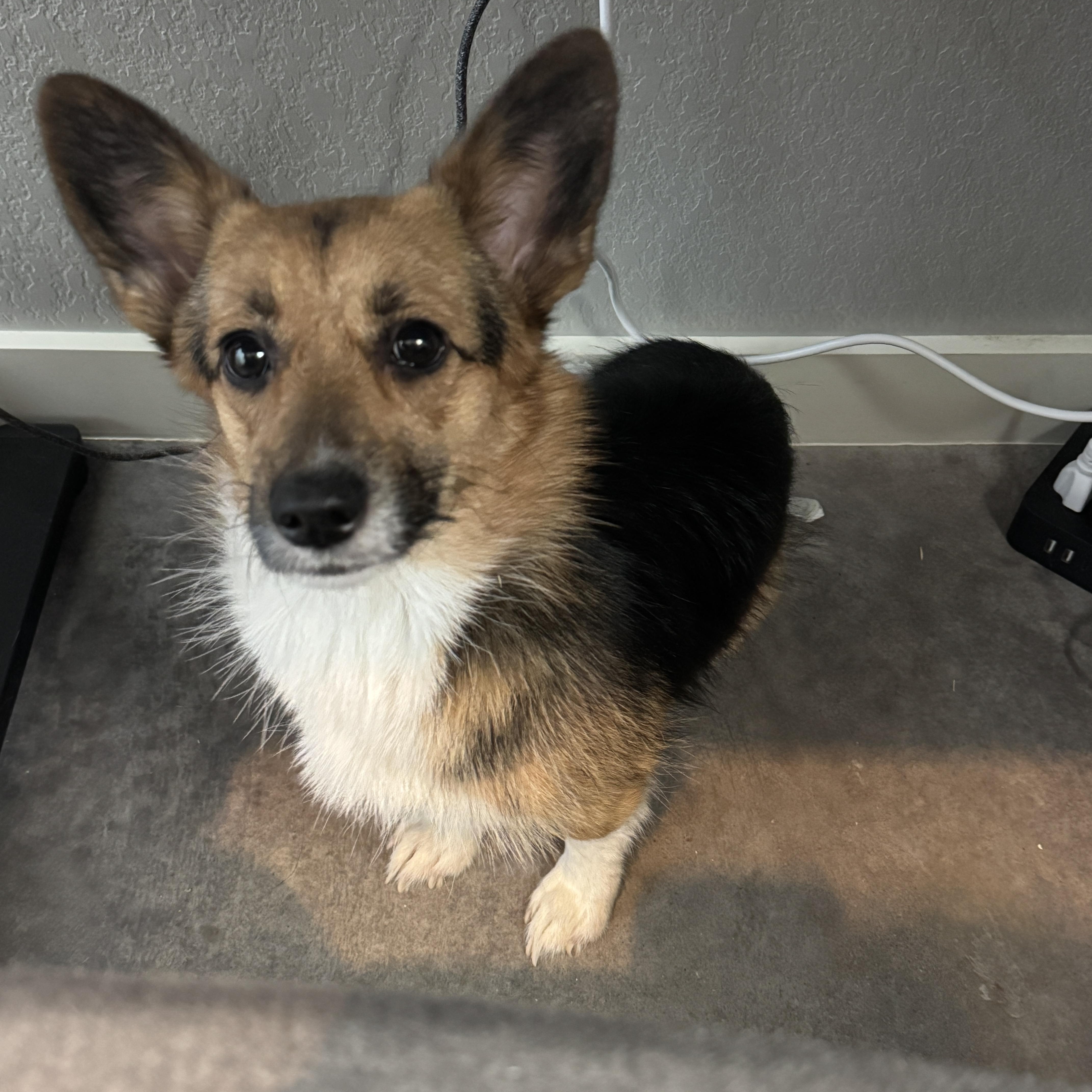 Kiwi, Adoptable, Young Female Corgi.