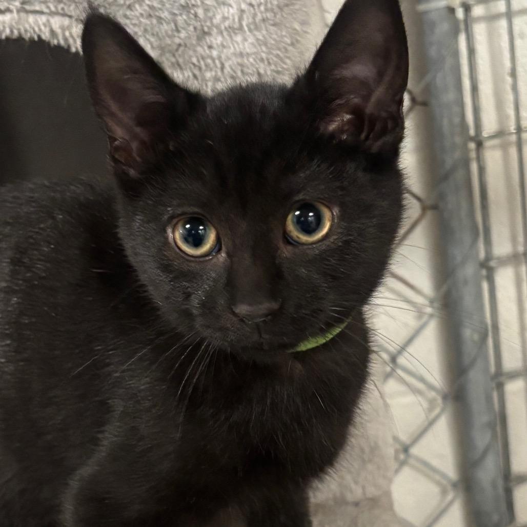 Sloan 101C25, Adoptable, Kitten Male Domestic Short Hair & Domestic Short Hair.