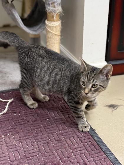 Raccoon, Adoptable, Kitten Male Domestic Short Hair & Domestic Short Hair.