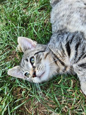 Enlarge Raccoon, a Adoptable mixed breed in Wilkesboro, NC image 2/3