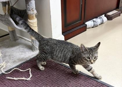 Enlarge Raccoon, a Adoptable mixed breed in Wilkesboro, NC image 3/3