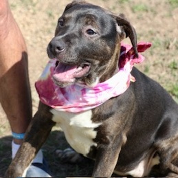 Alybess, a Adoptable Labrador Retriever in Manchester, CT image 2/4