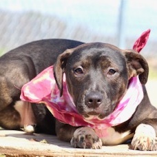 Alybess, a Adoptable Labrador Retriever in Manchester, CT image 3/4