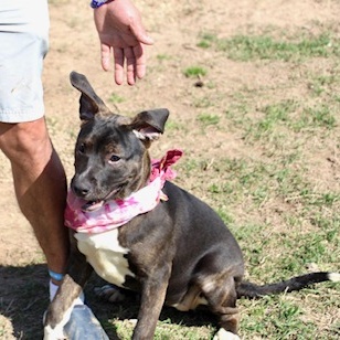 Alybess, a Adoptable Labrador Retriever in Manchester, CT image 4/4