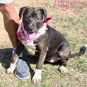 Alybess, a Adoptable Labrador Retriever in Manchester, CT image 1/4