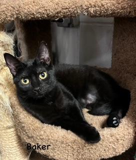 Enlarge Cinderella, a Adoptable Domestic Short Hair in Manchester, CT image 2/2